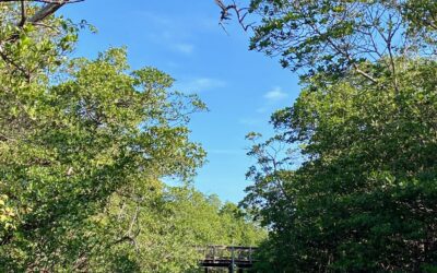 Kayak Tours at St Lucie Inlet Preserve State Park