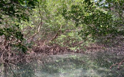 Mangrove Paddle to St Lucie Inlet